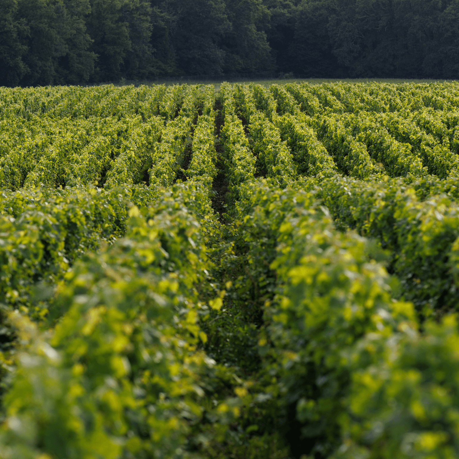 Le terroir - Château d'Armailhac