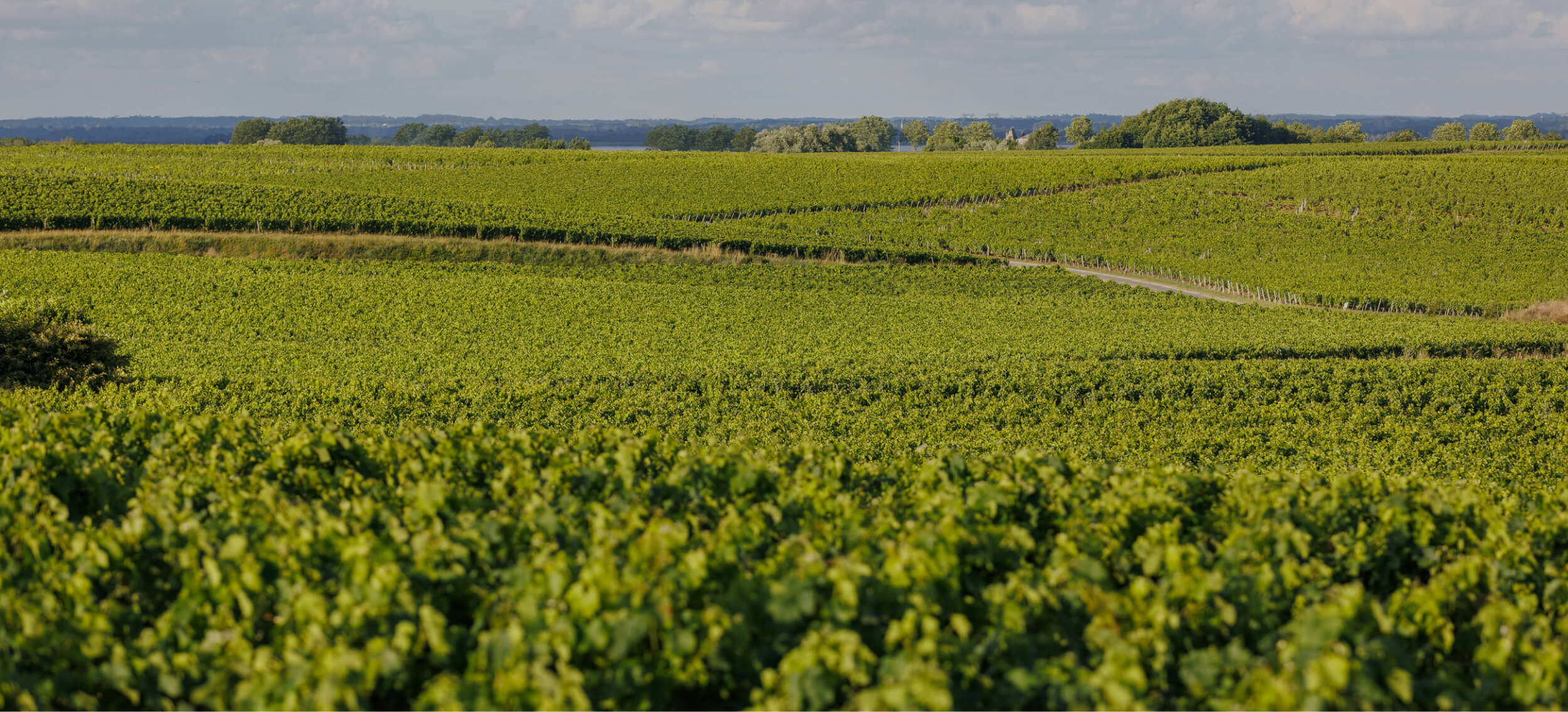 Le terroir - Château d'Armailhac