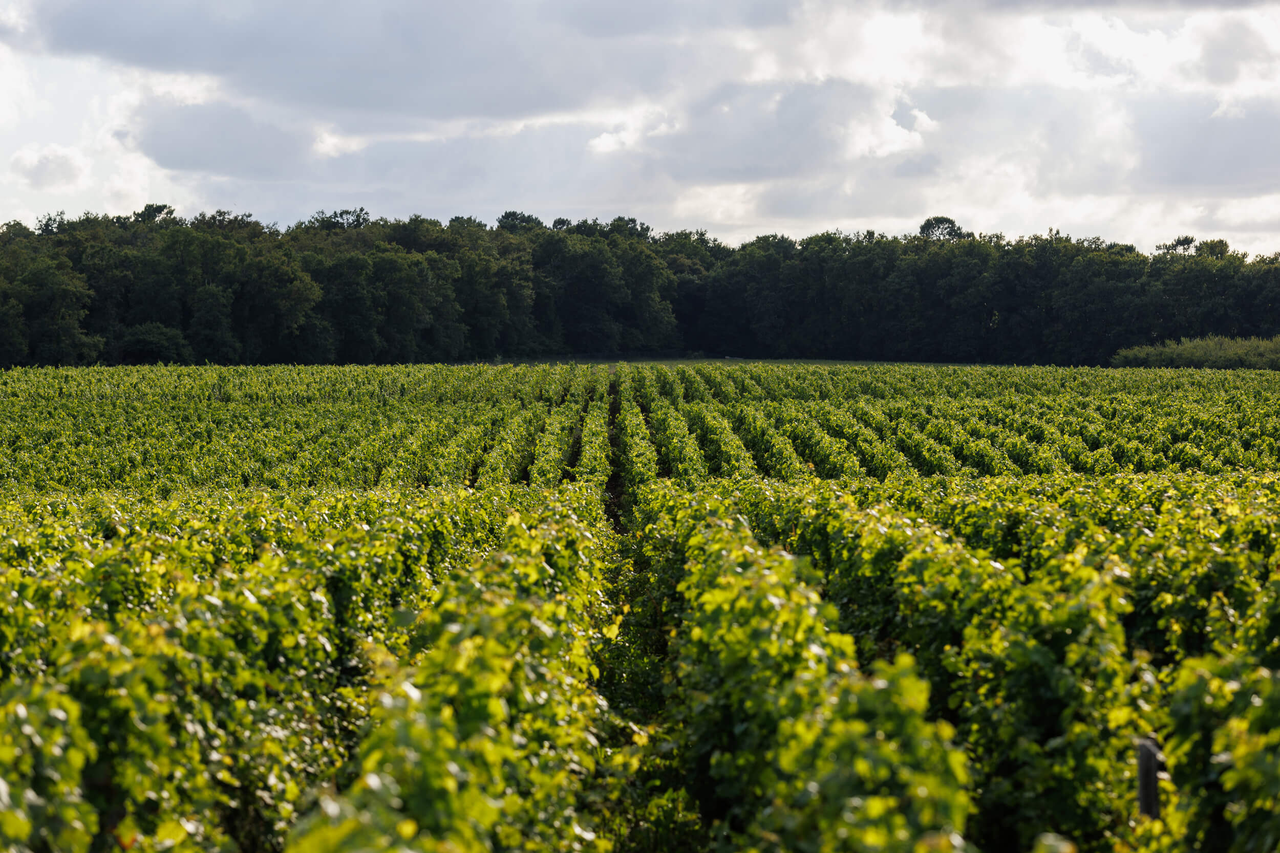 The terroir - Château d'Armailhac