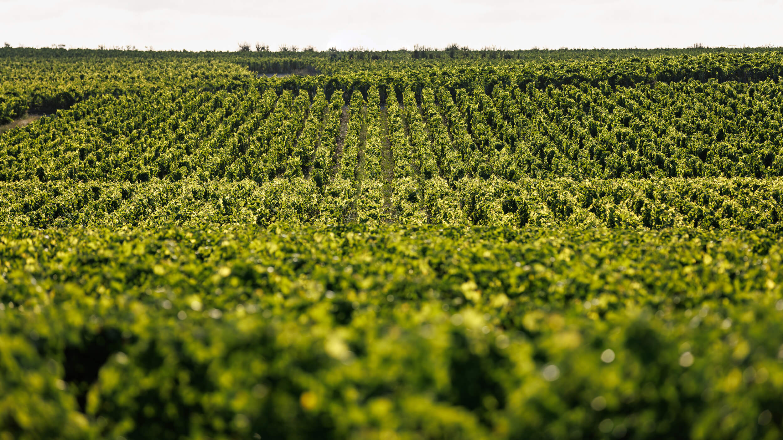 The terroir - Château d'Armailhac