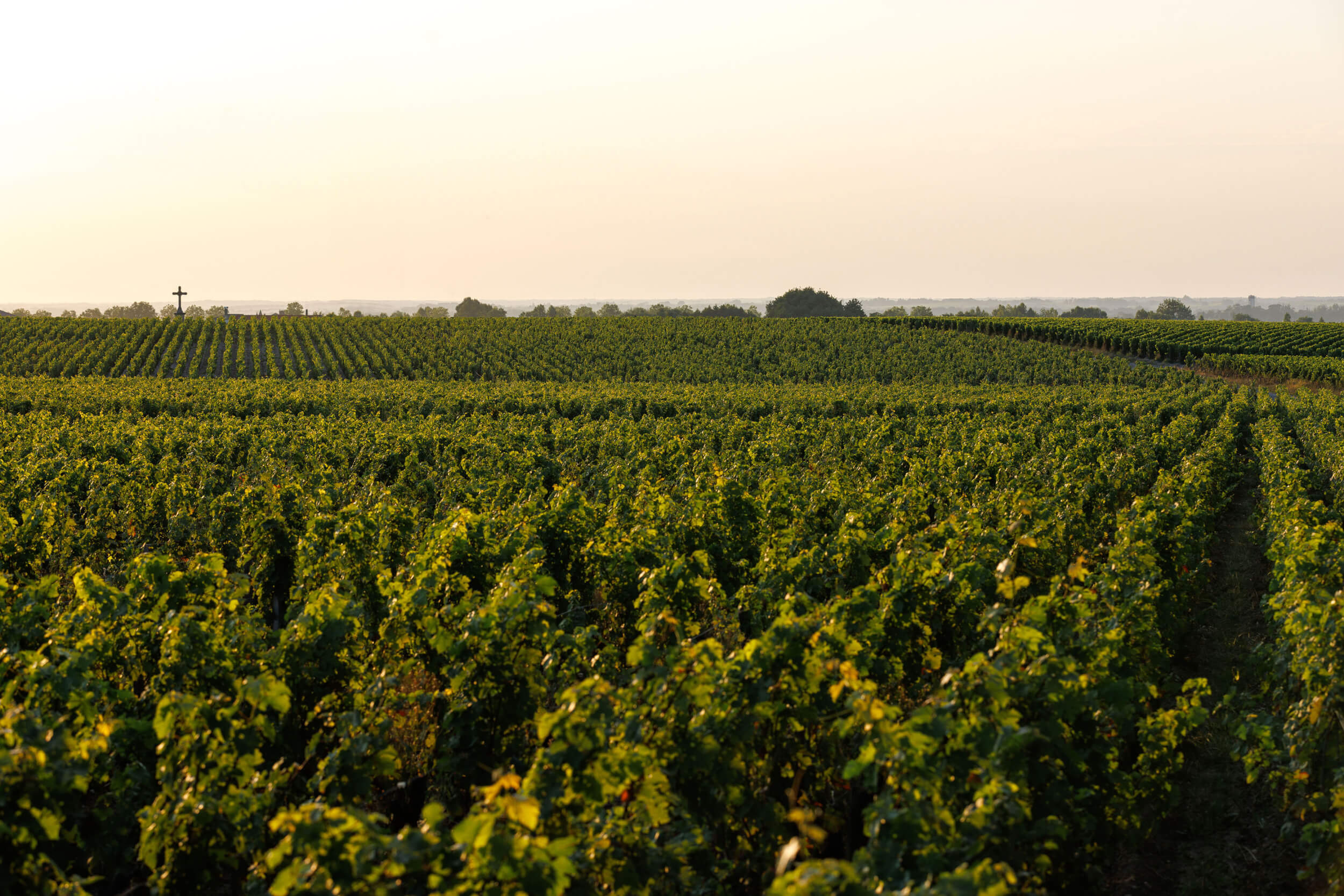 The terroir - Château d'Armailhac
