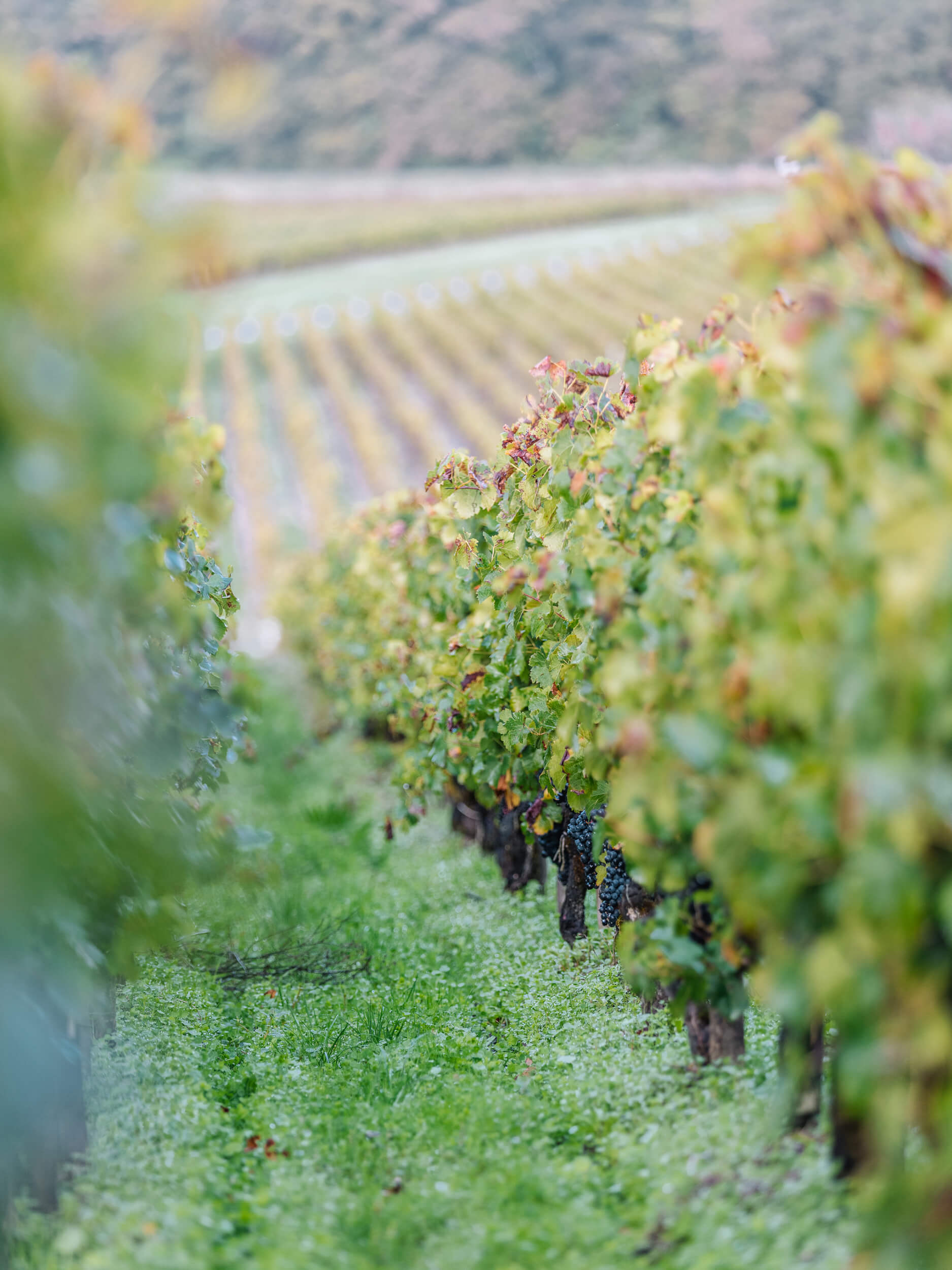 The terroir - Château d'Armailhac