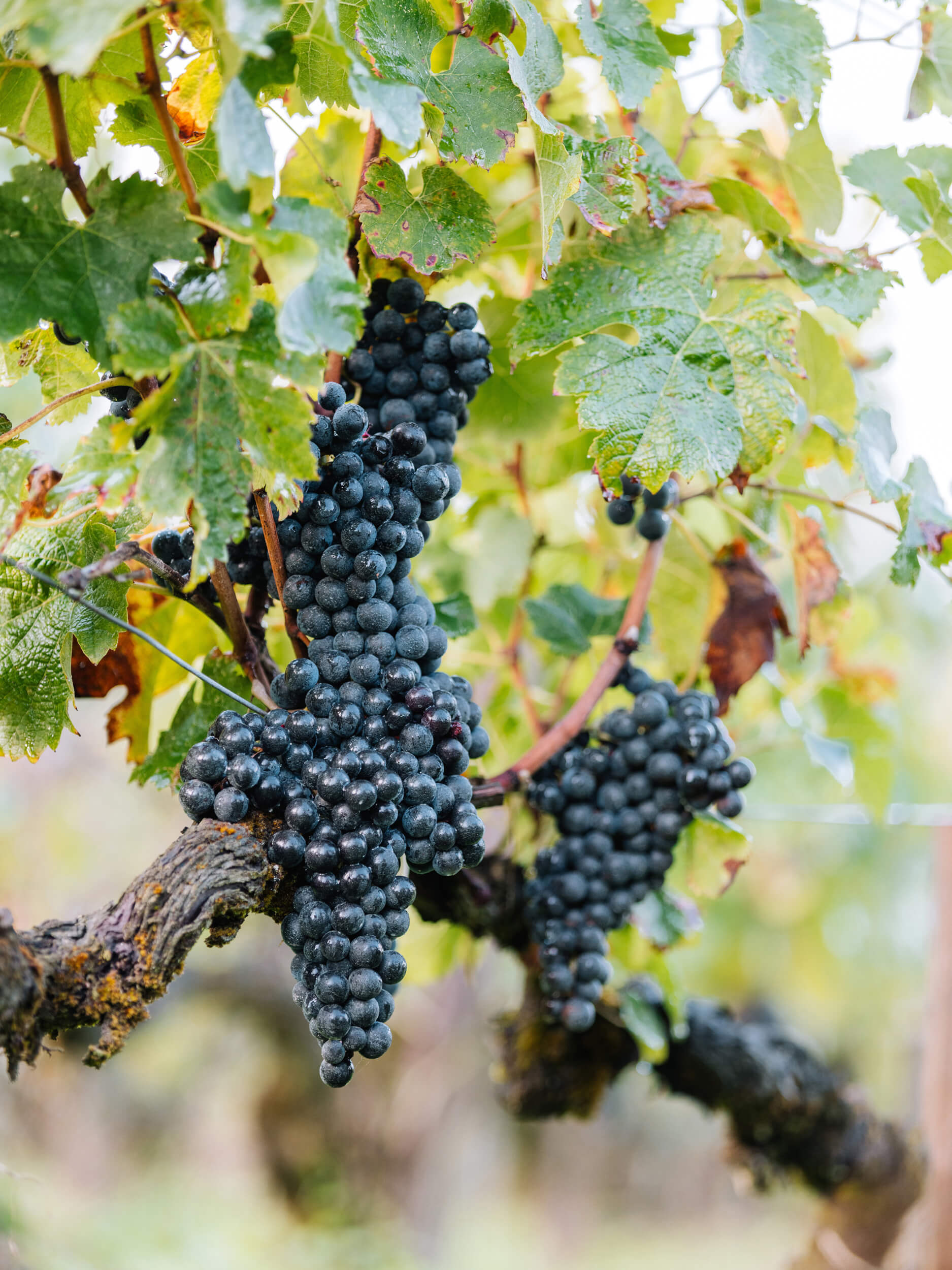 The terroir - Château d'Armailhac