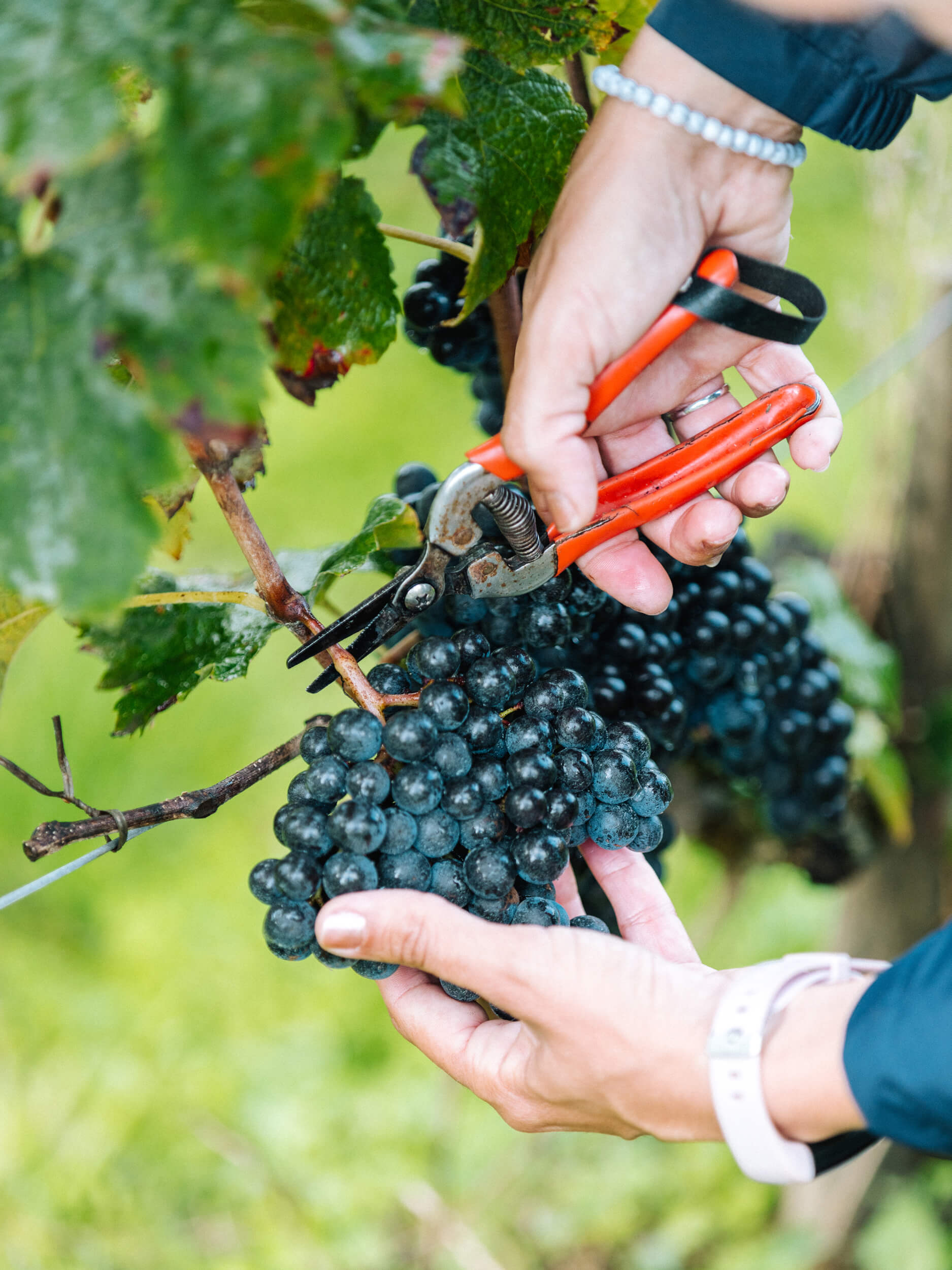 The terroir - Château d'Armailhac