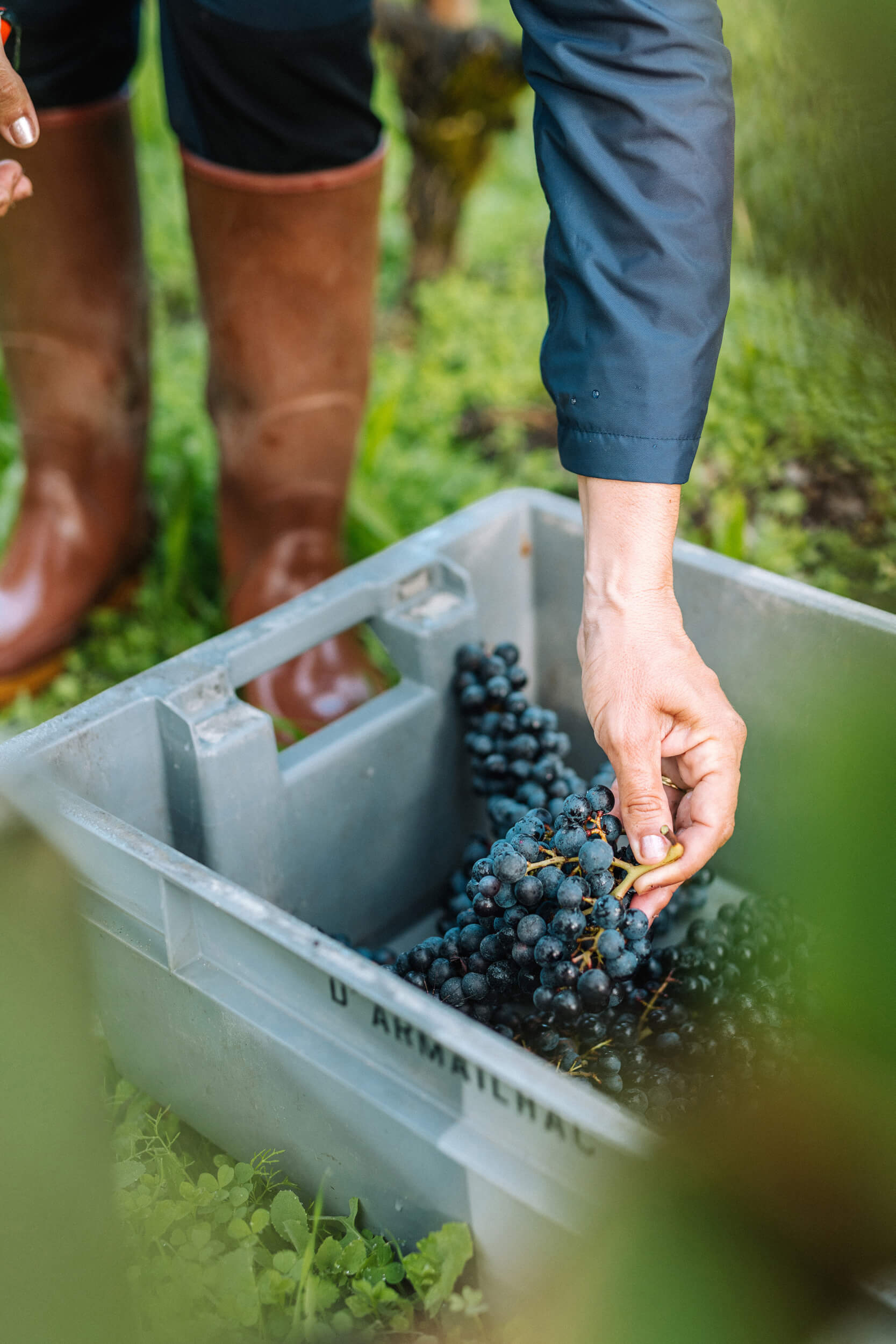 The terroir - Château d'Armailhac