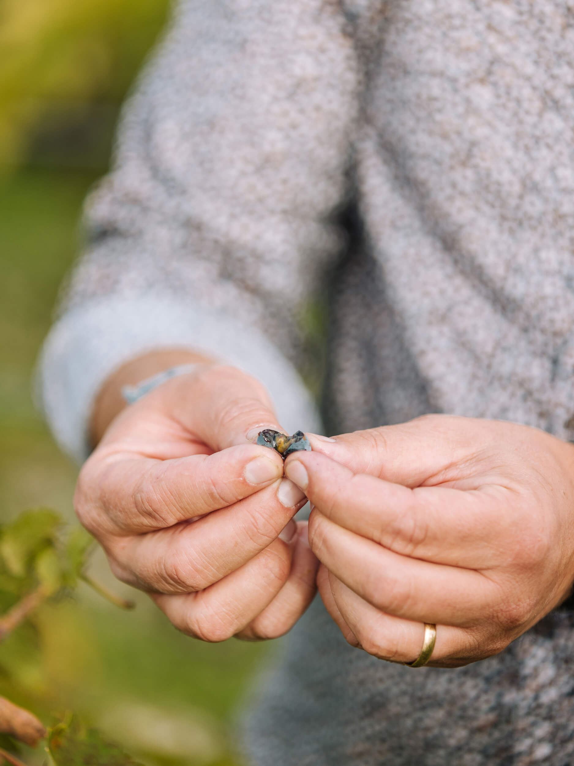 The terroir - Château d'Armailhac